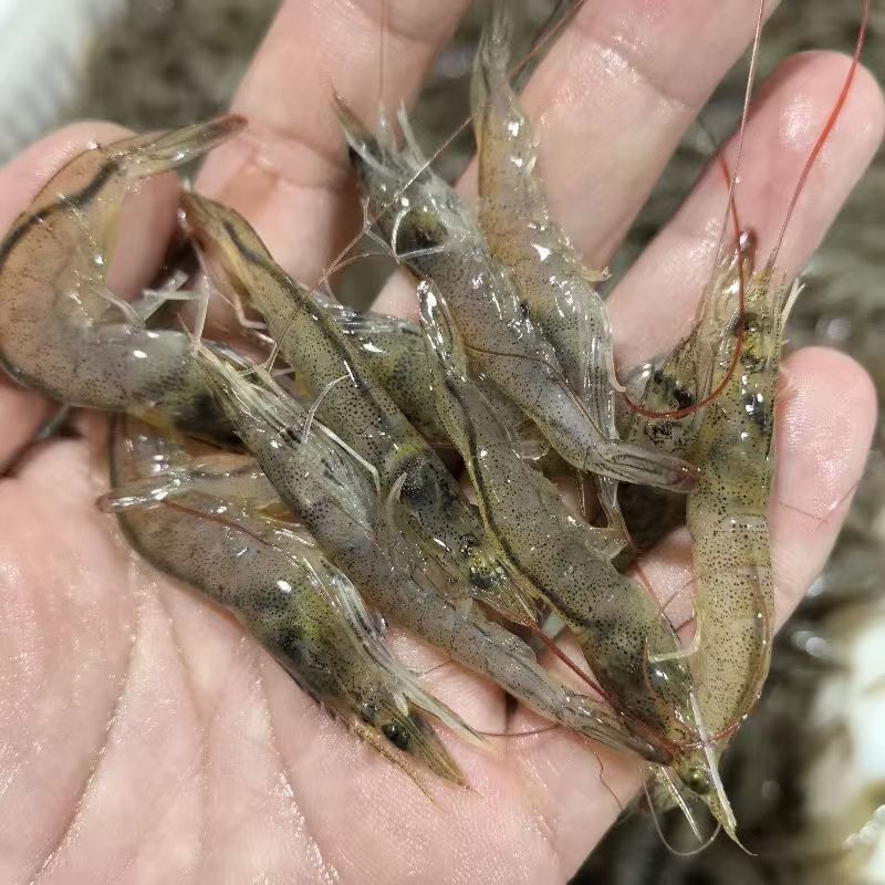 野生海捕速冻小白虾半斤一盒，一斤100条左右油炸虾 小 虾 闲小勿拍