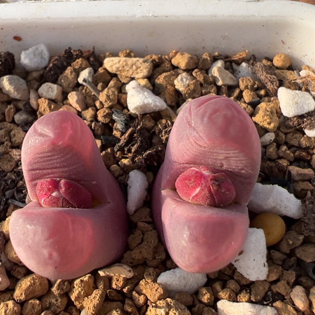 21多肉植物百科植物