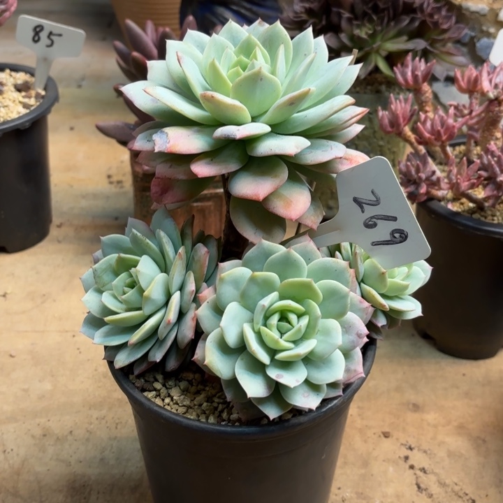 多肉植物，恋曲269号