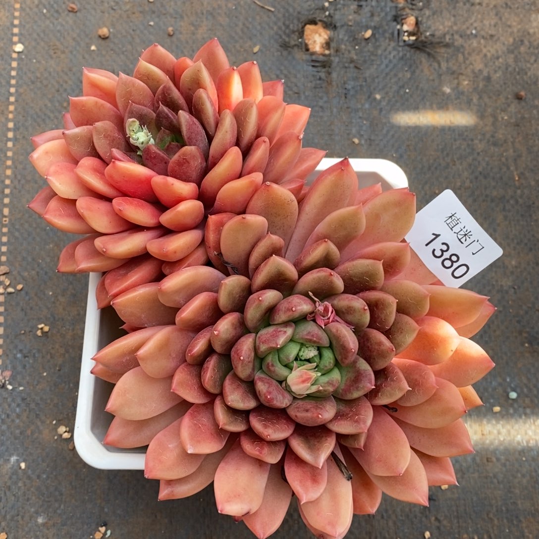 暮*杂交精品多肉1380