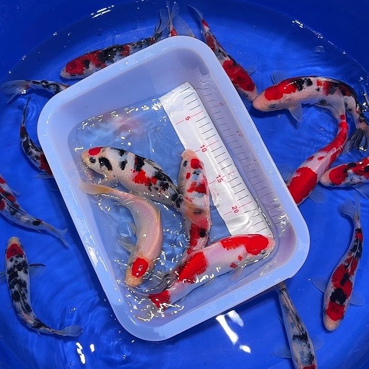 用***0海水鱼哥哥哥哥方法韩剧哥哥