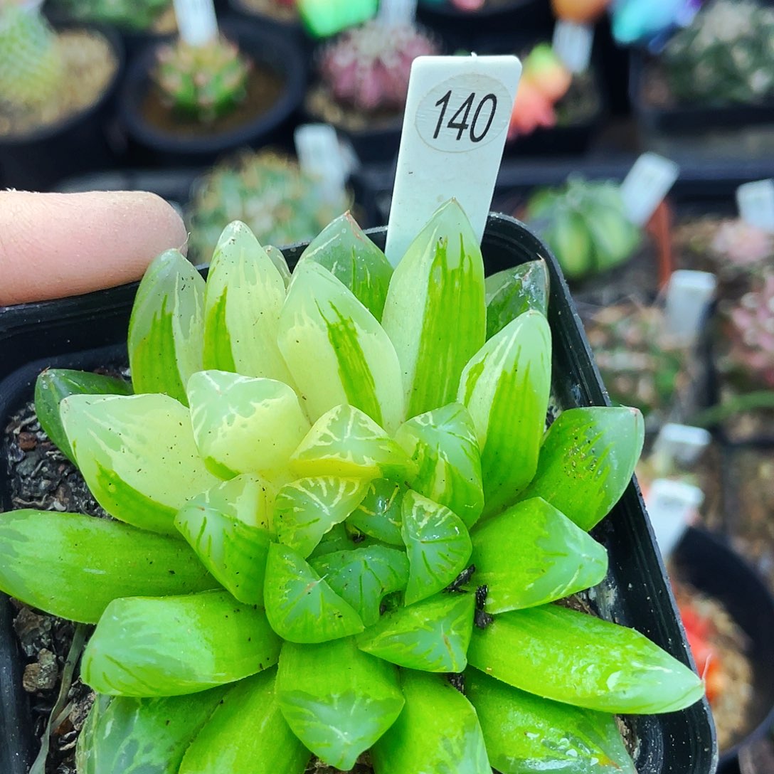 非偏远地区满25包邮仙人球