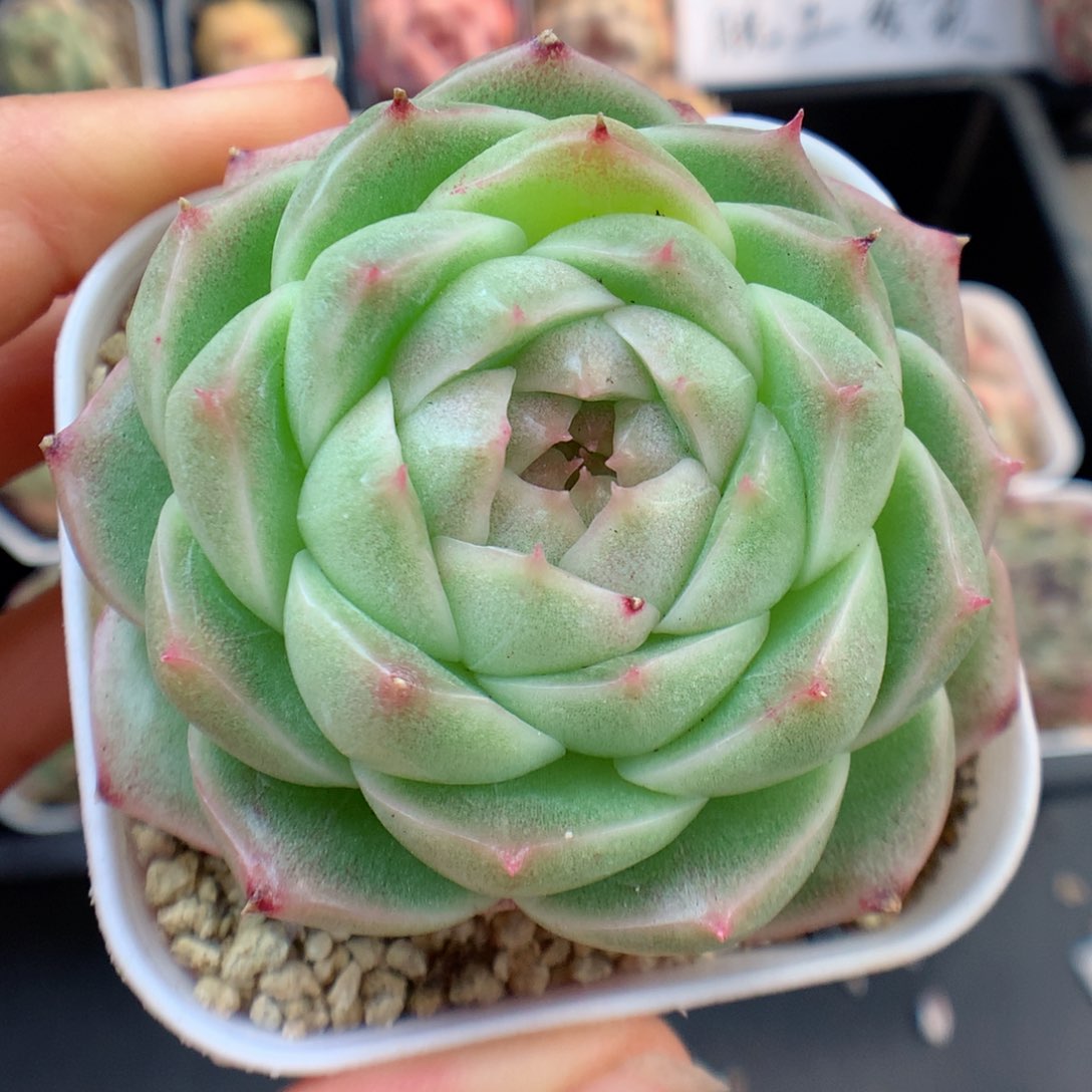 多肉植物。 麦秆62