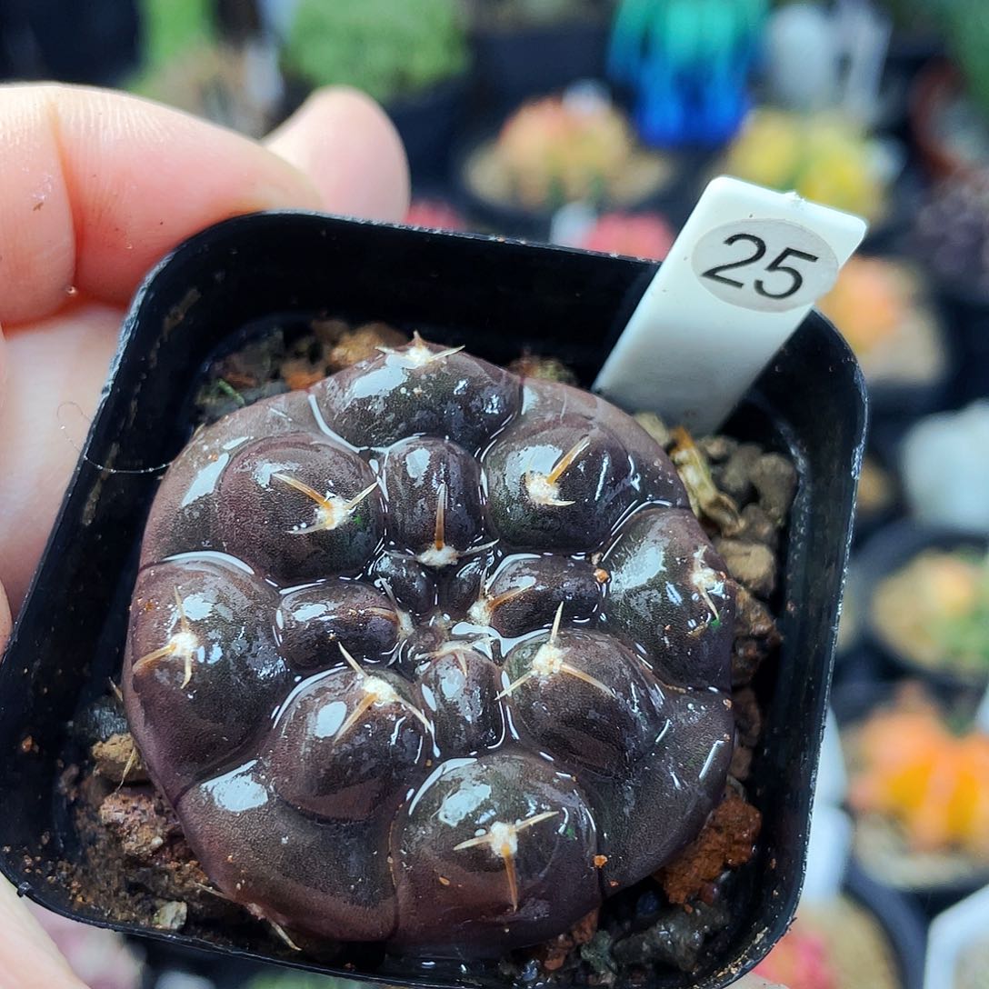 非偏远地区满25包邮仙人球