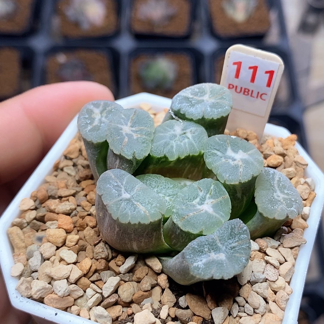 红陶111号万象锦一物一拍