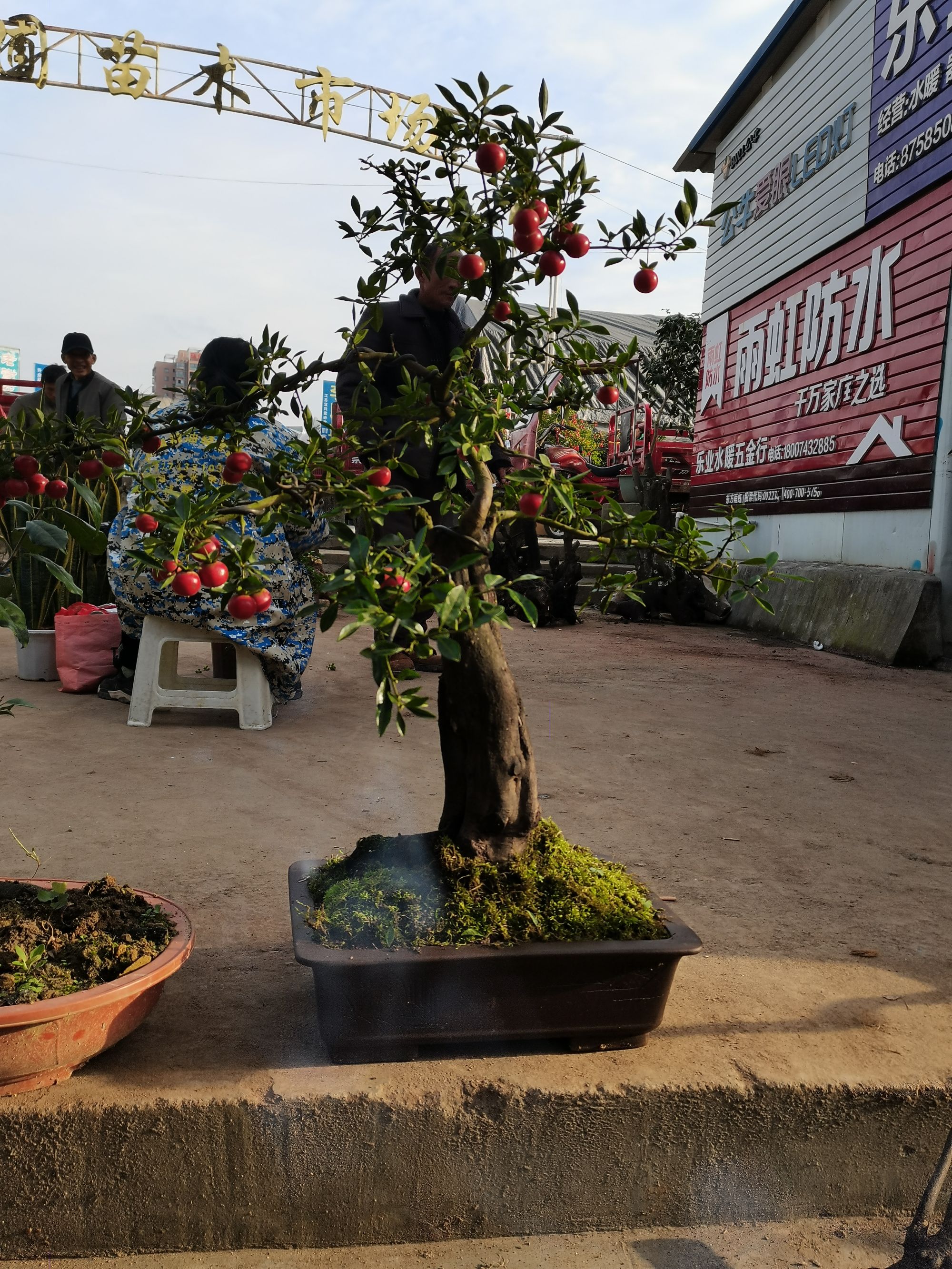 黔西园艺金弹子盆景