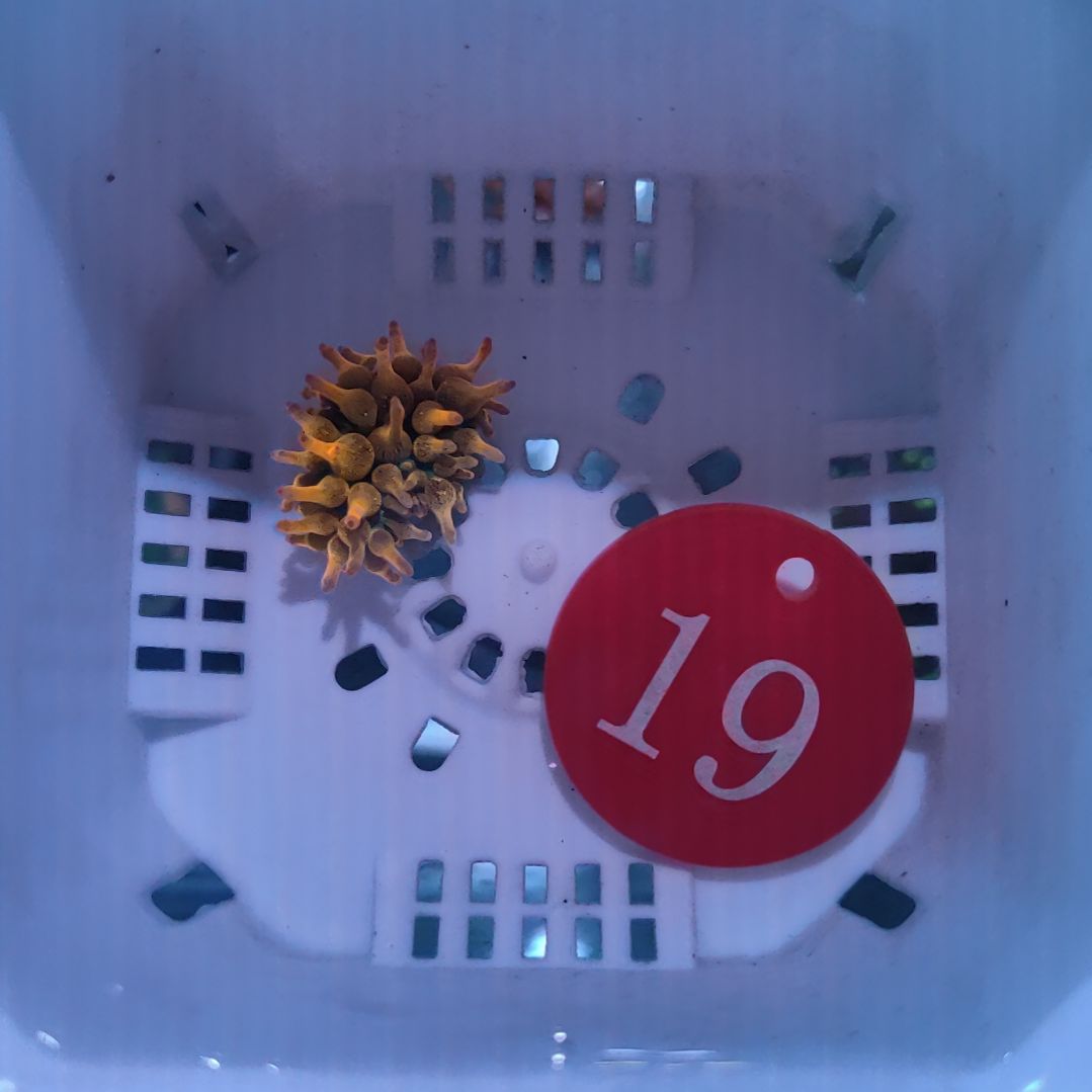 【LT专属】小体红奶嘴大1