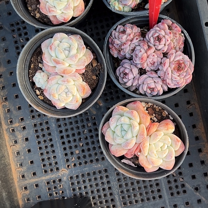 ᴥ****框拍。   22086号。  