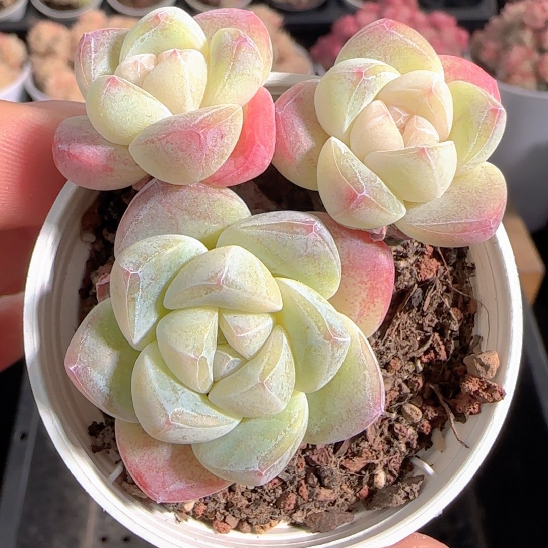 多肉1228-227冰玉三头