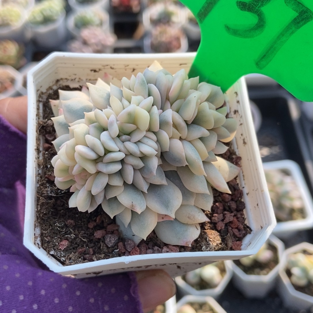 937雪精灵锦缀多肉