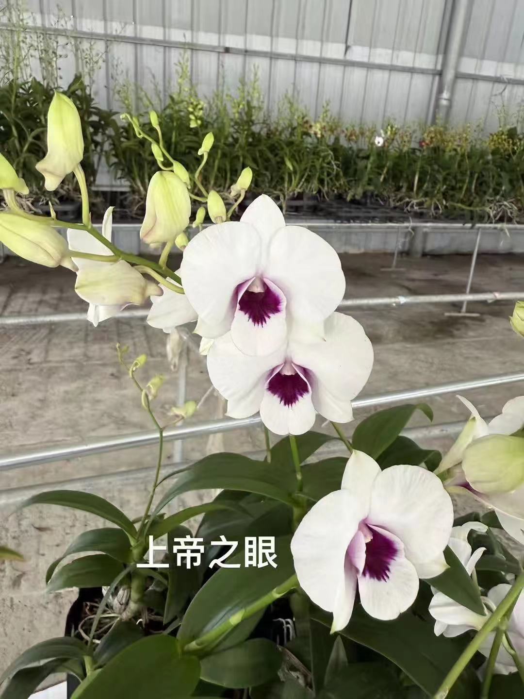 上帝之眼石斛兰秋石斛（零下地区自行拍保温，不拍冻死不售后）