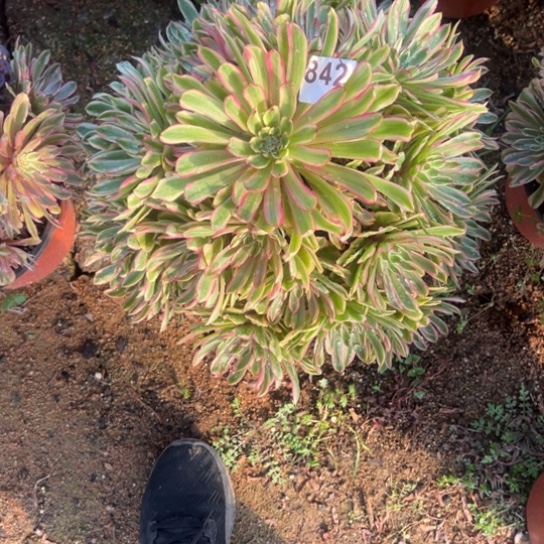 842初恋多肉植物花脸