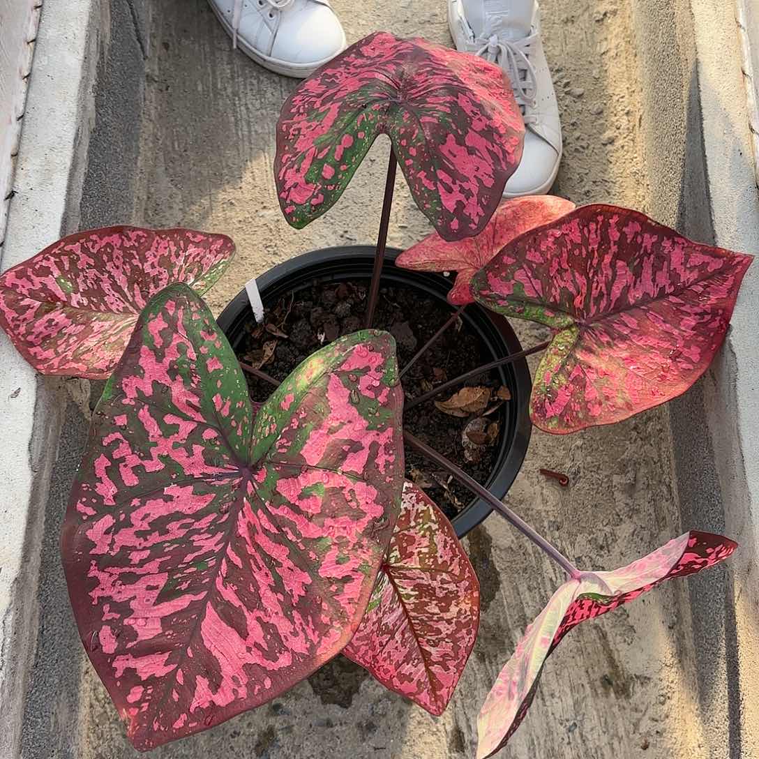 泰国彩叶芋36-0116