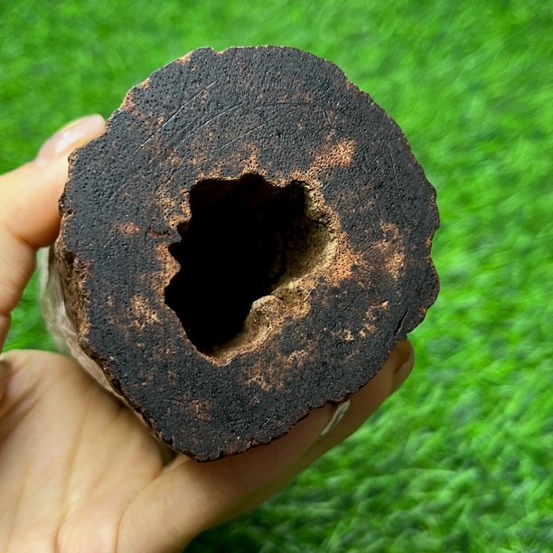 天然降真香帝王香暗黄油金丝蜜结老碳化沙皮料猫猫推荐