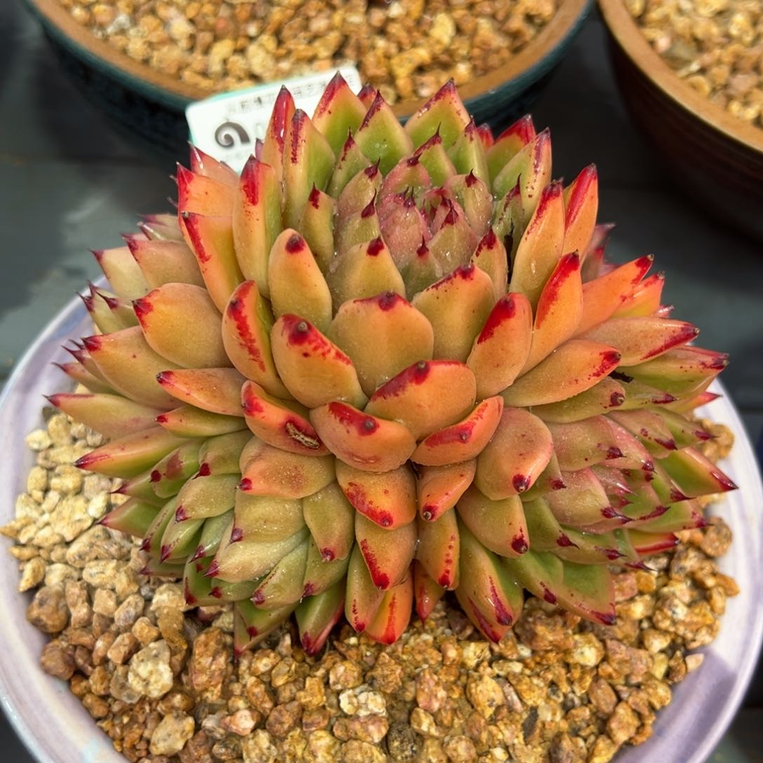 从前慢多肉精选编号0213.151