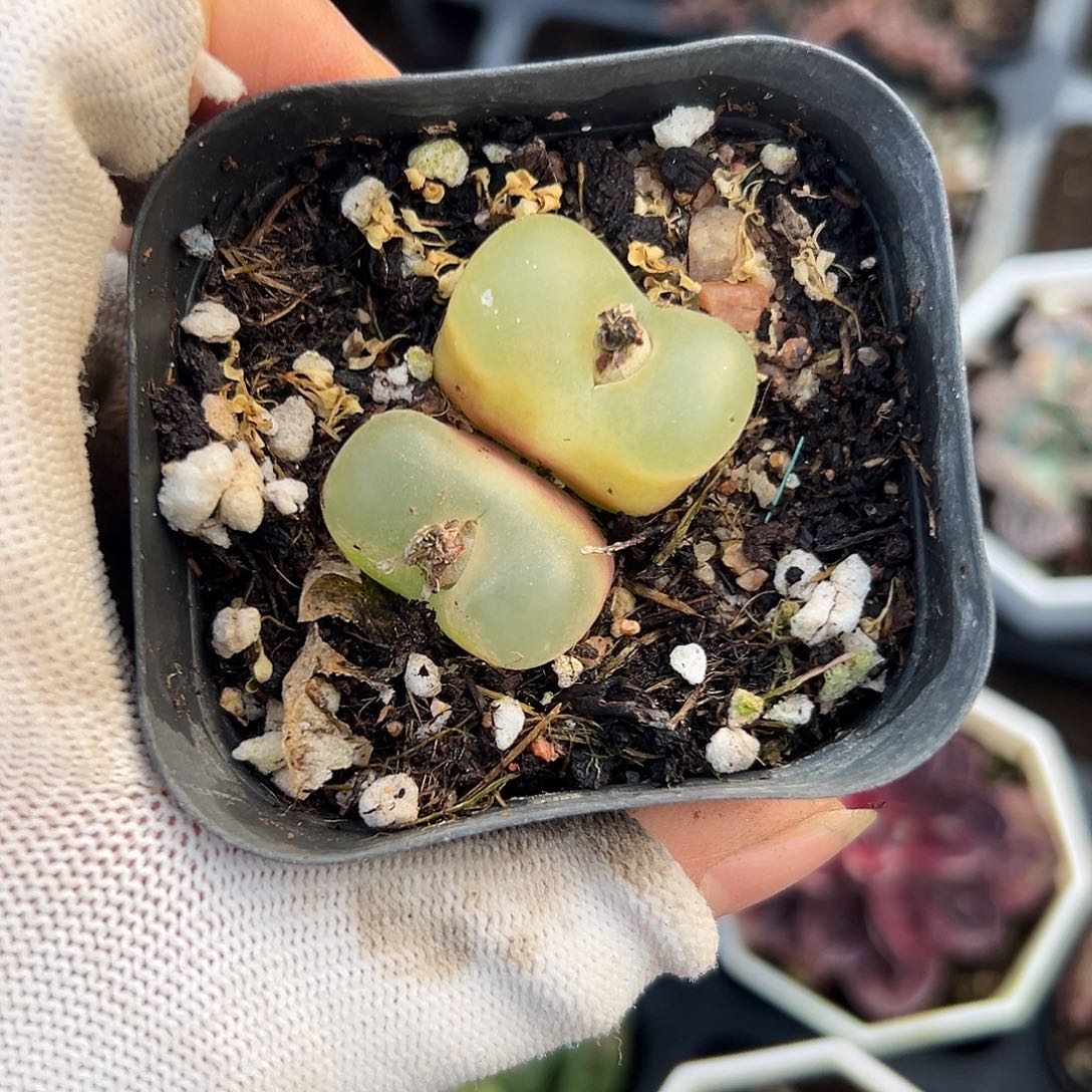 毛set呃呃呃呃呃呃呃呃