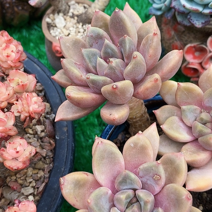 红象牙整无砍多肉