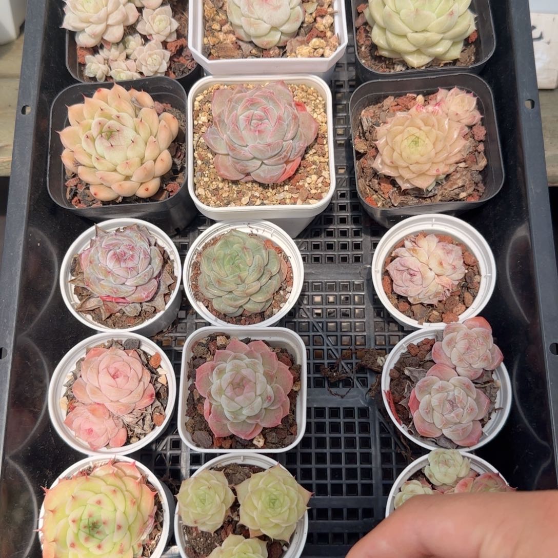 框拍框拍0218-125