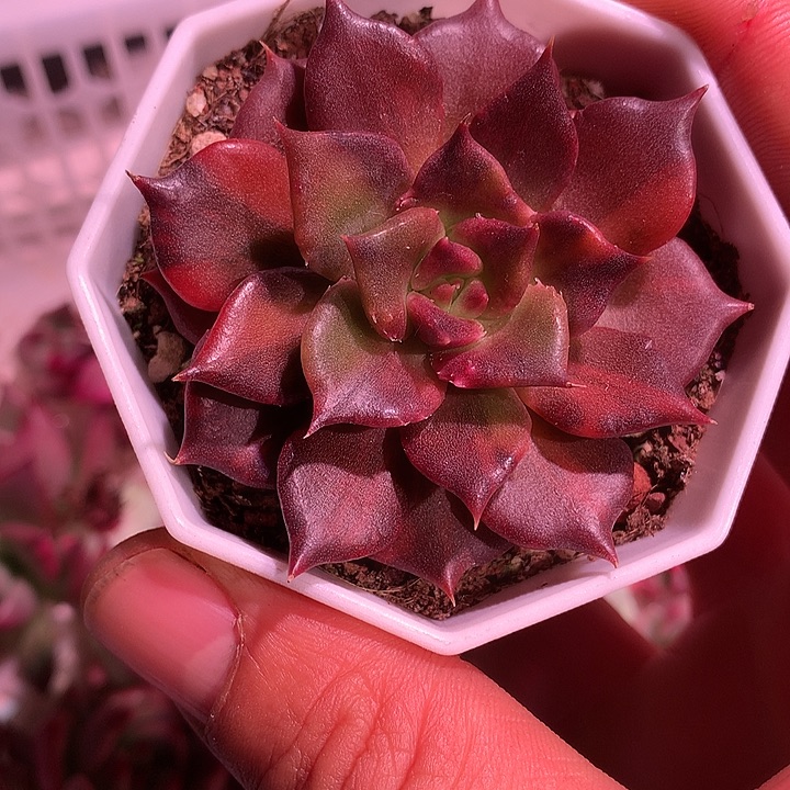 黑饺子皮锦，特价包邮