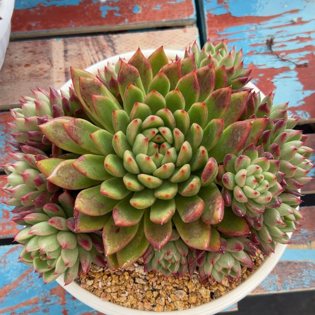 多肉植物一物一拍（101号）