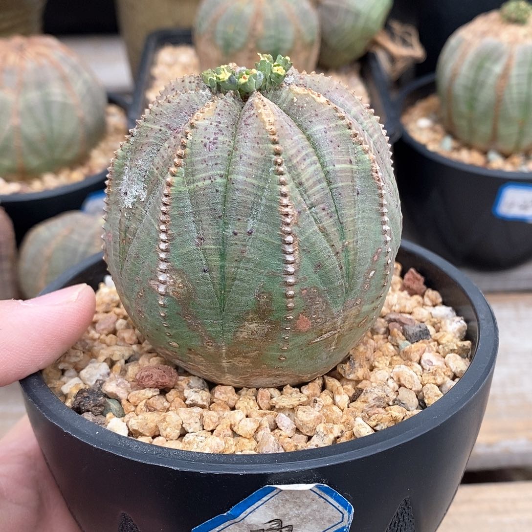 欧系实生布纹球多肉植物