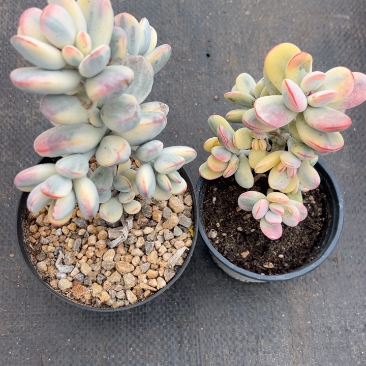 无花朵422号福娘锦两个无砍