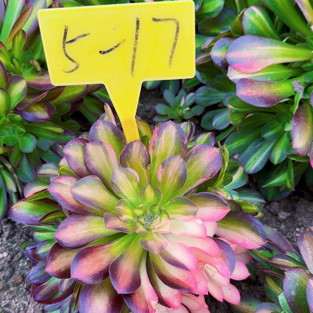 5-17--+多头多肉植物