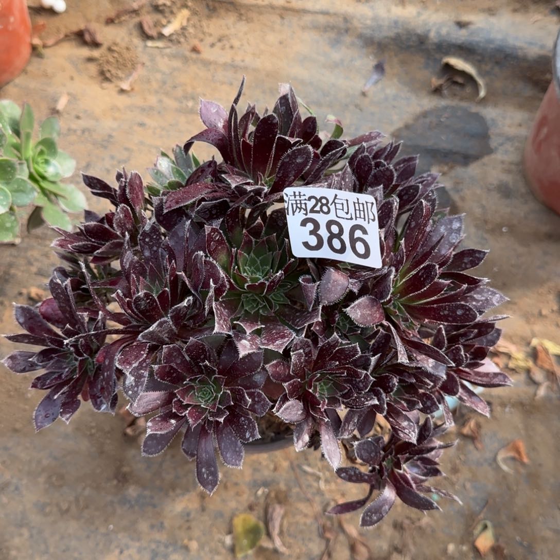 火凤凰多肉386满28包邮断枝不包