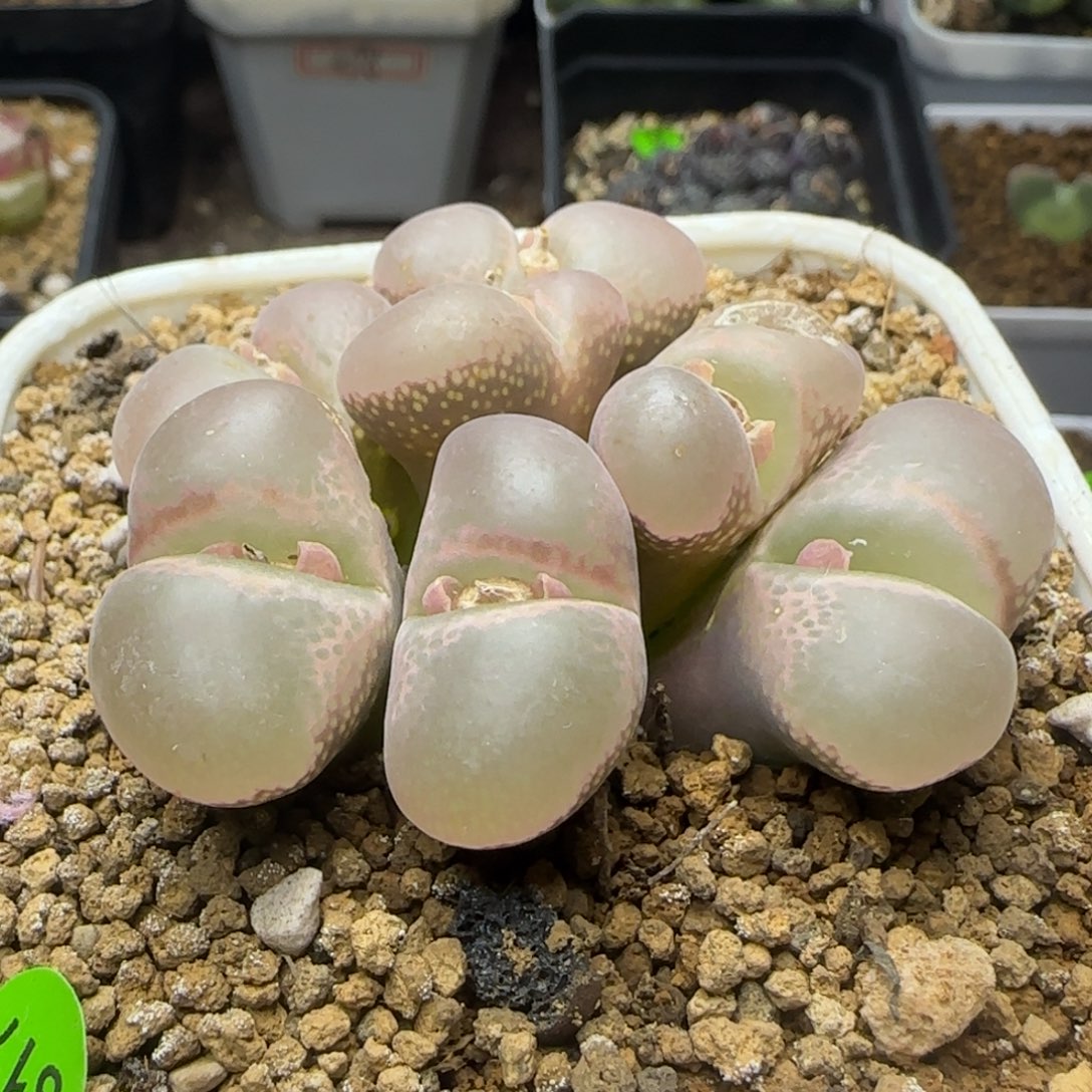 粉宽窗风铃群瑕疵517