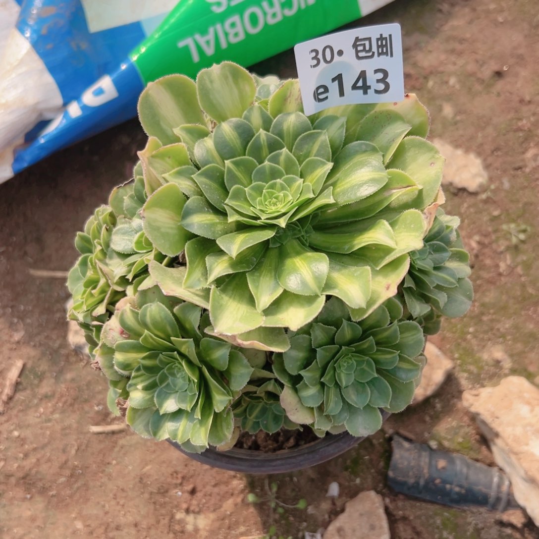 143翡翠琉璃多肉法师