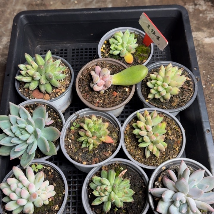 194多肉植物一物一拍