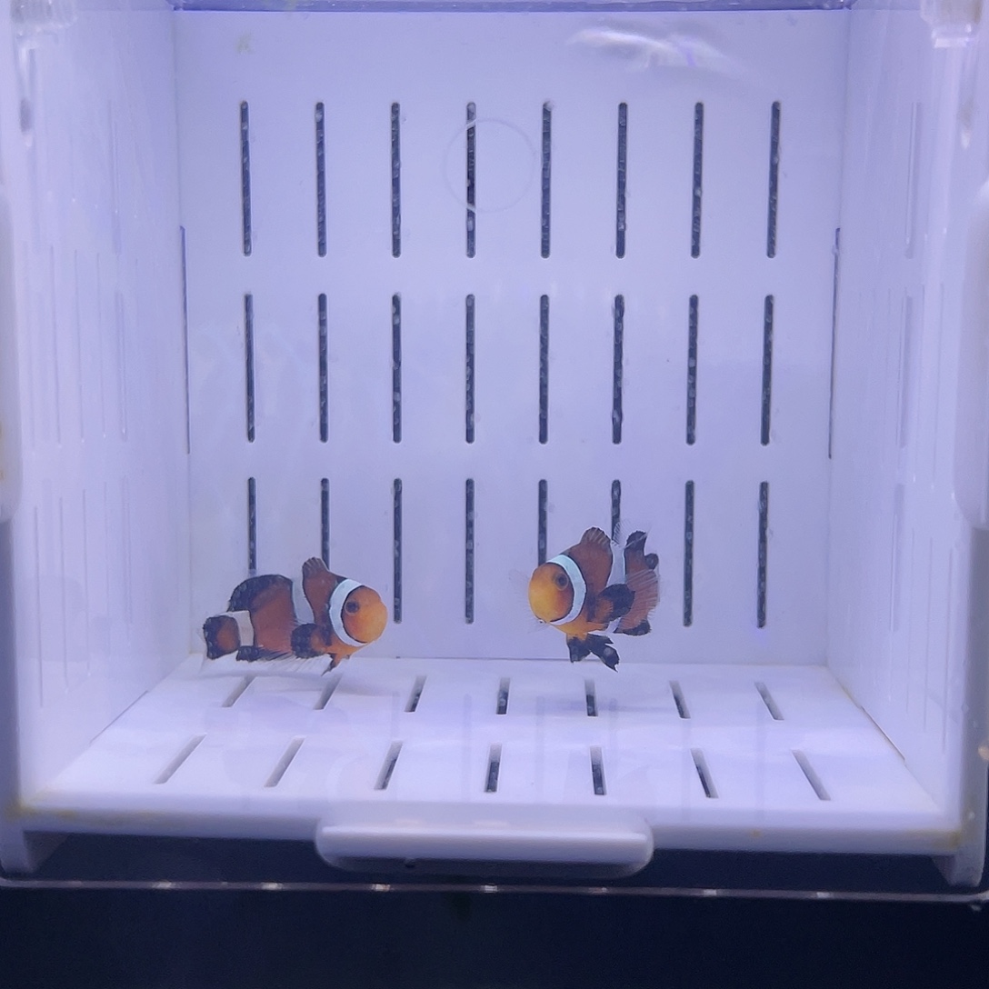 海水鱼礼服小丑鱼