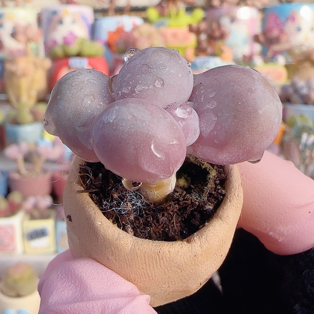 粉粉蛋黄奶 盆口2.5cm