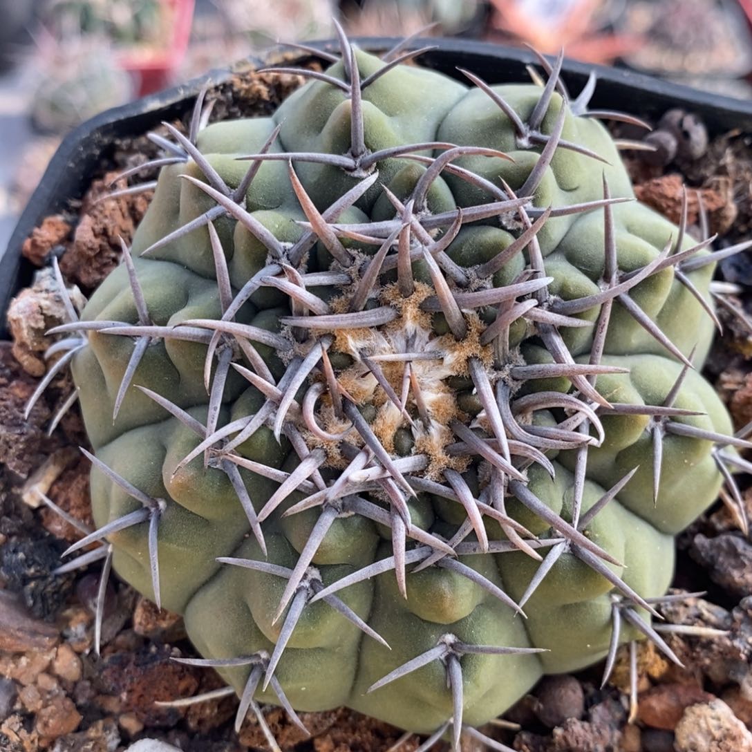 91裸萼植播园艺优选