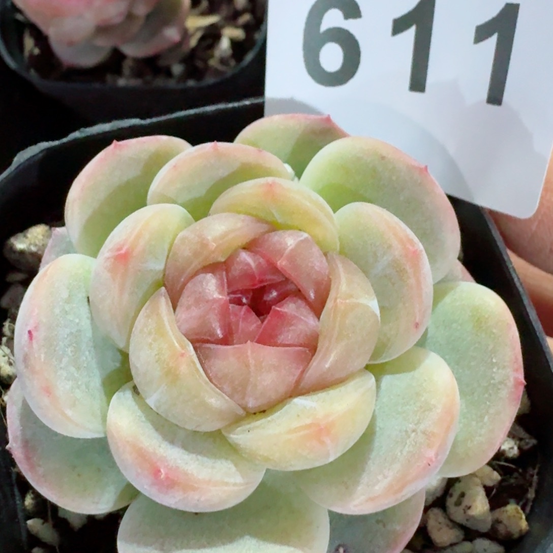 长相思         精品多肉