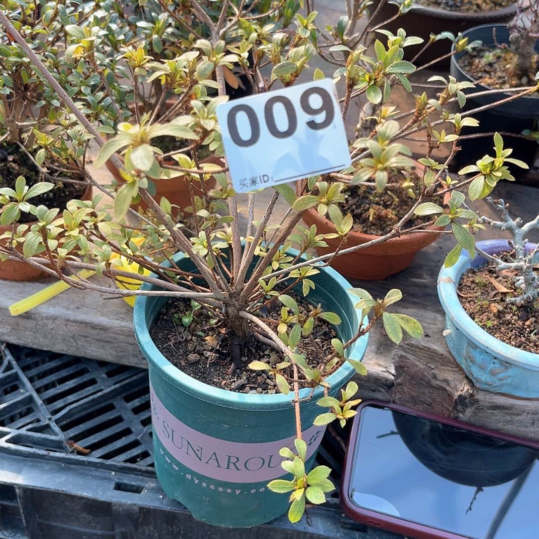 红陶直播时间一个一个