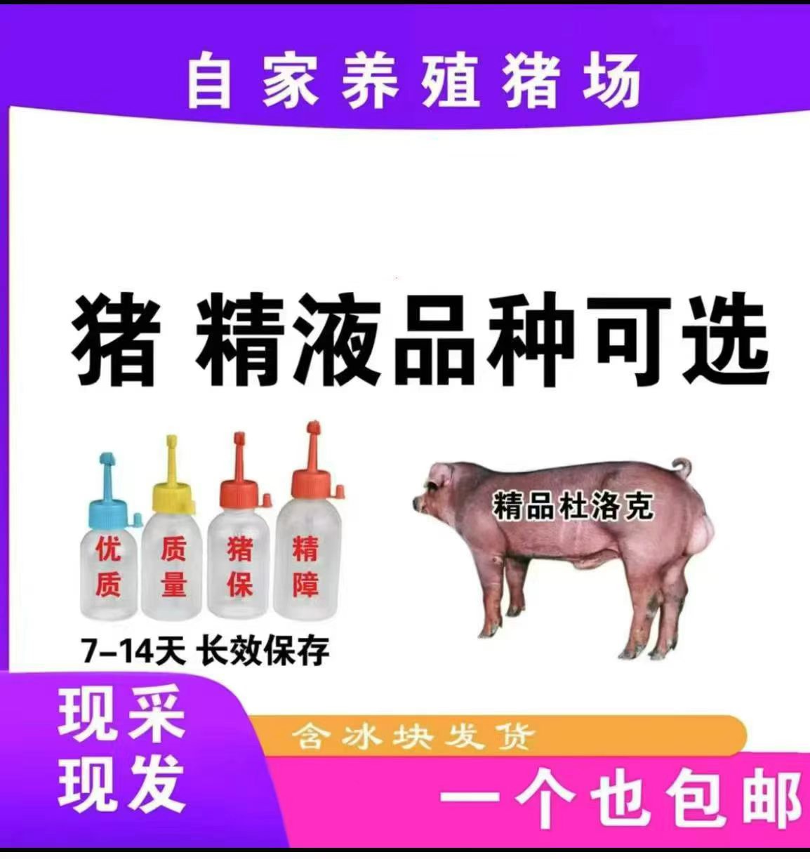 新美系杜洛克公猪精批发一件包邮包对版原种生态养殖发情母猪专用