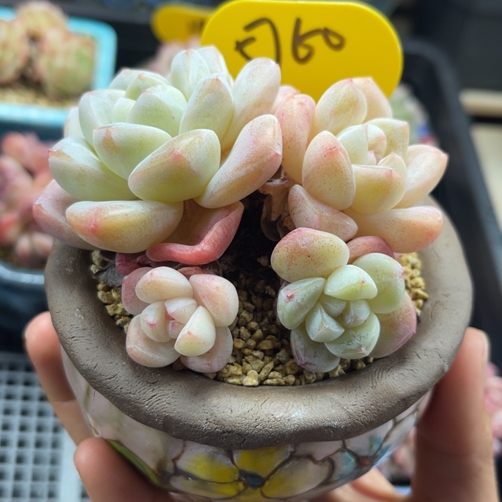 冰玉4头老桩5760。