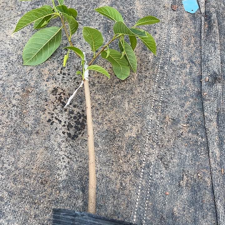 缘**你q w we 124444554444