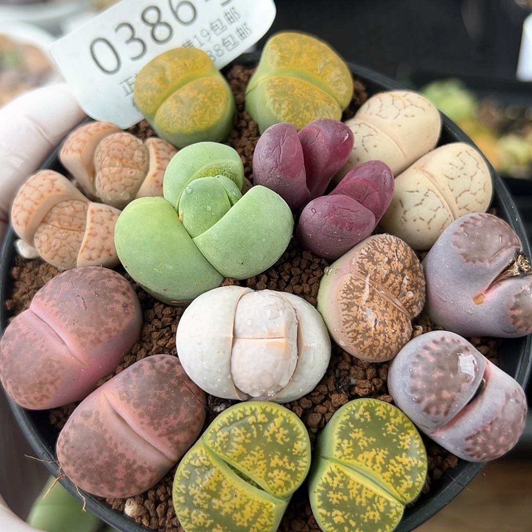 好养易活生石花大母本0386
