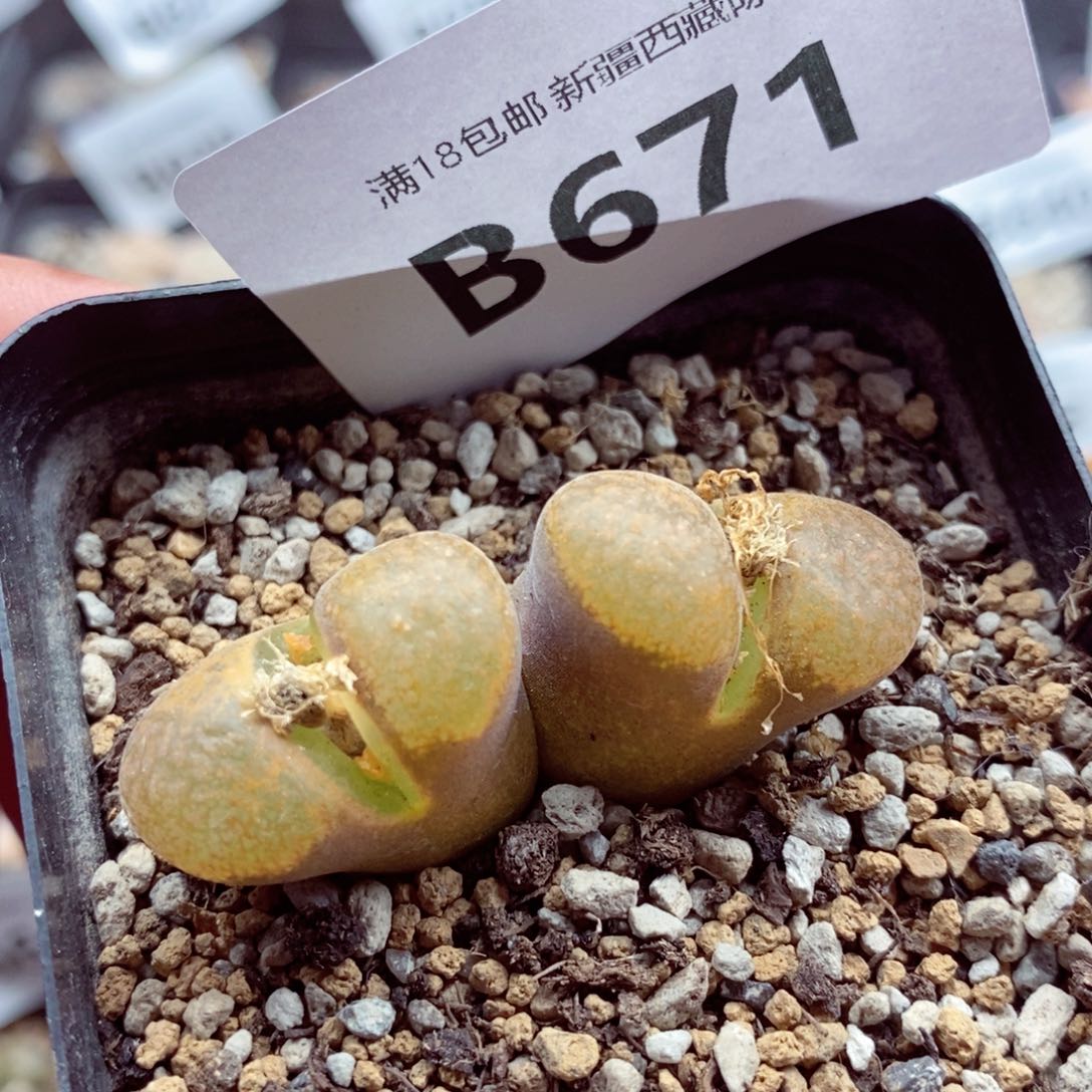 我的小姐姐们都是我671