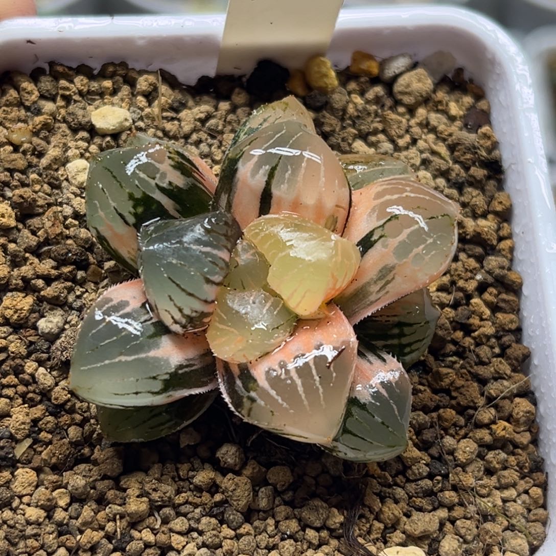 570糯玉露锦福利专场