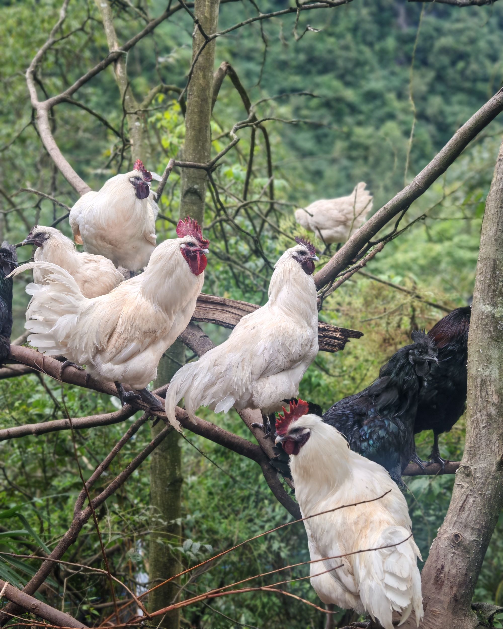 林间散养五谷喂养乌鸡——公鸡