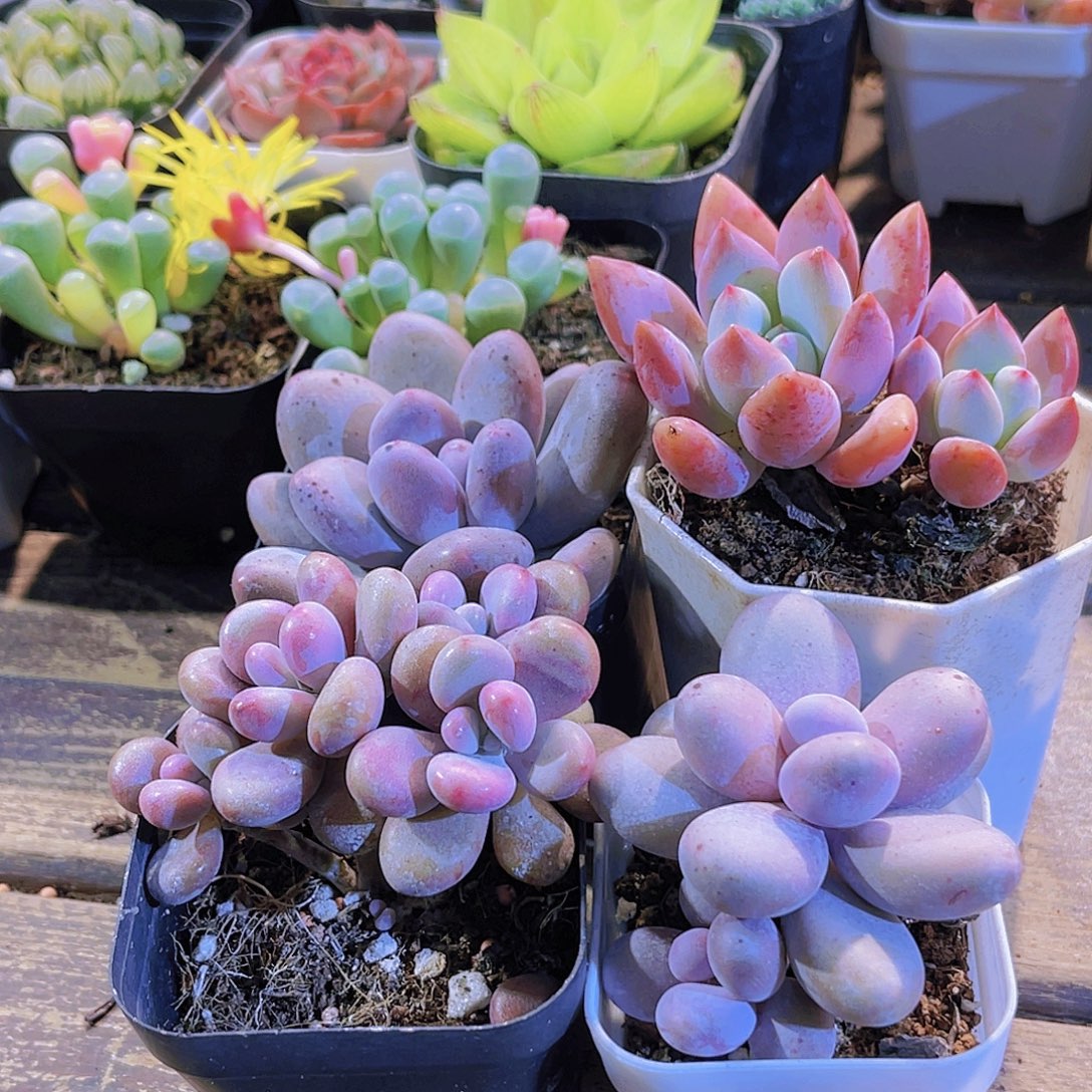 桃美人。桃蛋。奶酪。奥普