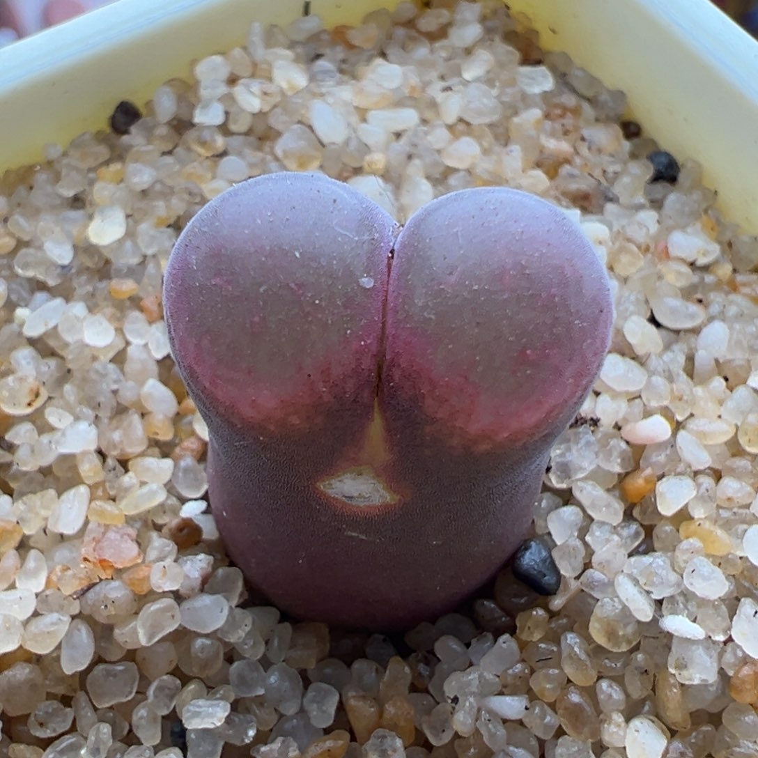 703。青蛙优选恩东矮墩墩母本