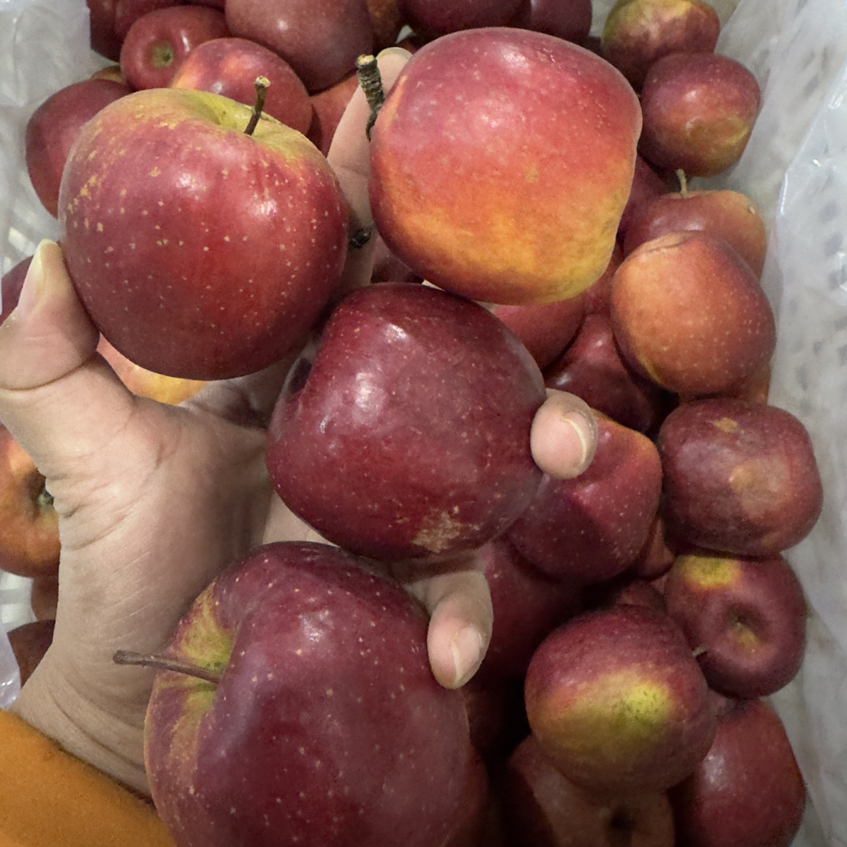 四川迷你爆蜜苹果  半野生 皮微厚 脆甜多汁 苹果味浓郁 