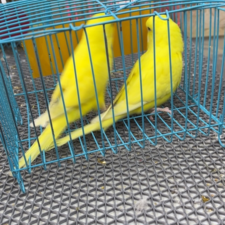 王***耀虎皮鹦鹉虎皮鹦鹉