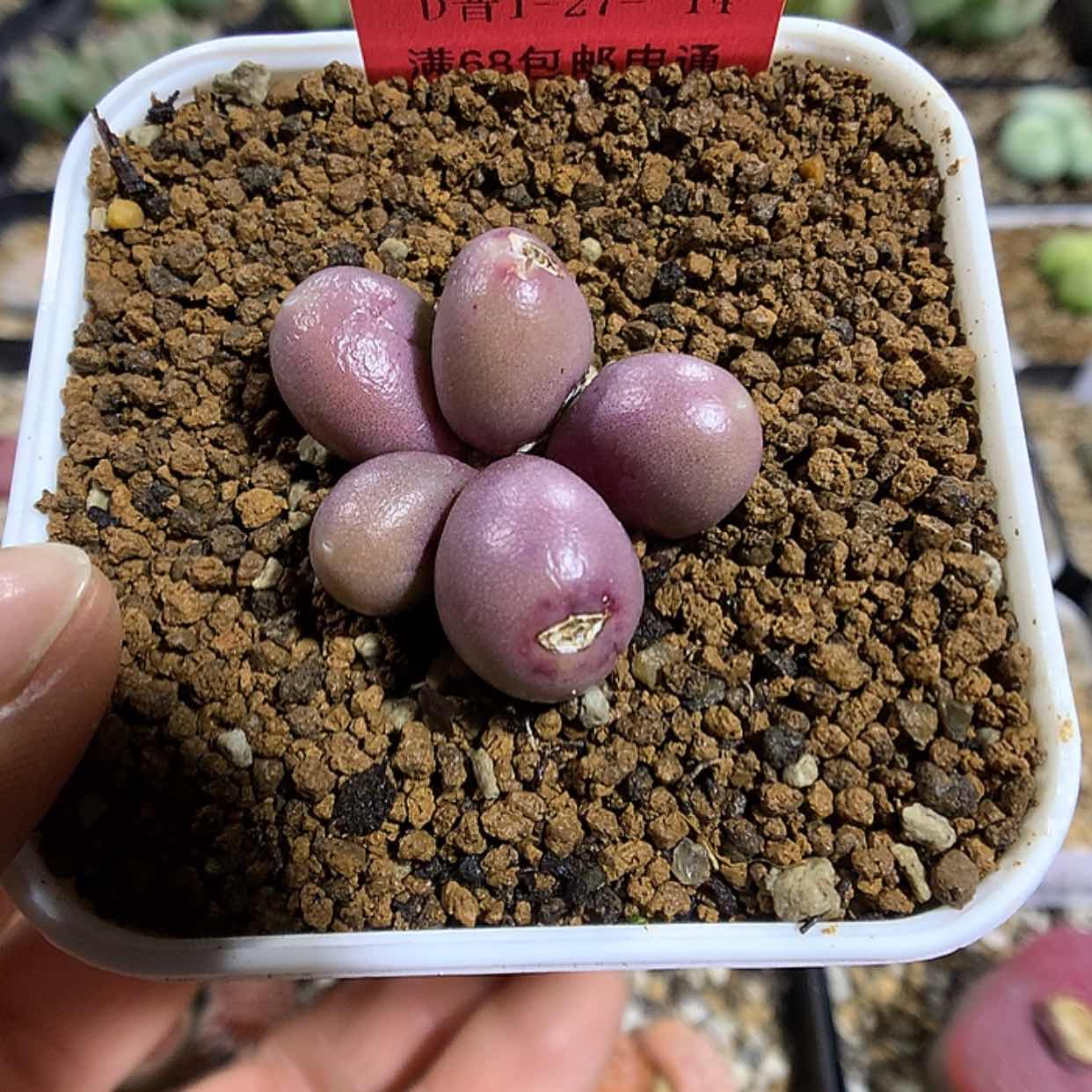 【闪购商品】1-27-14 紫葡萄多肉一群