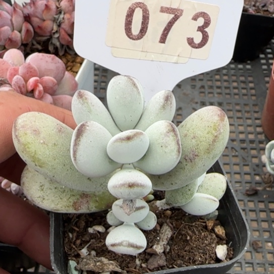 73乒乓福娘一物一拍多肉