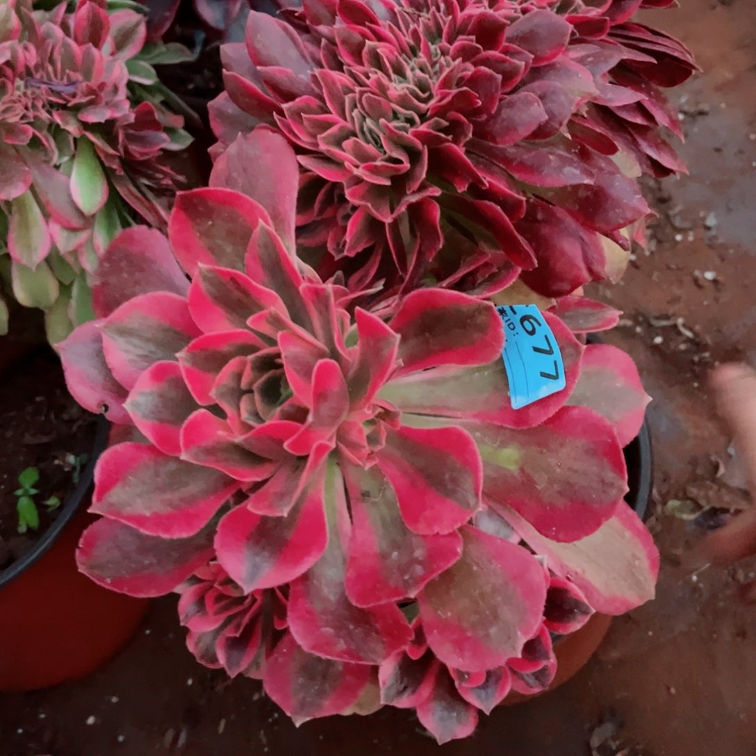 多肉植物677女郎